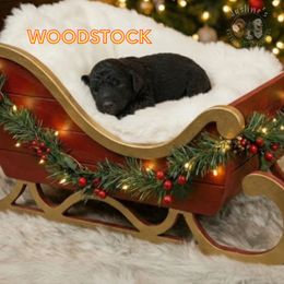 Woodstock - Black male Goldendoodle puppy in Sterling, Connecticut from Justine’s Retrievers and Doodles