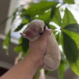 Goldendoodle Puppies from Sammy's Doodles