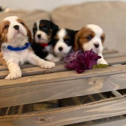Cavalier King Charles Spaniel Puppies from SHANNON'S CAVALIERS