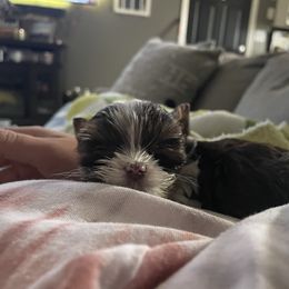 Biewer Terrier Puppies from Dillard’s Dawgs