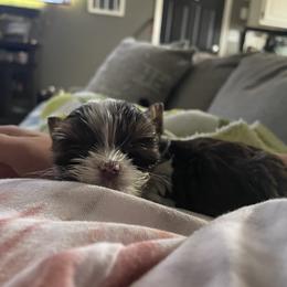 Biewer Terrier Puppies from Dillard’s Dawgs