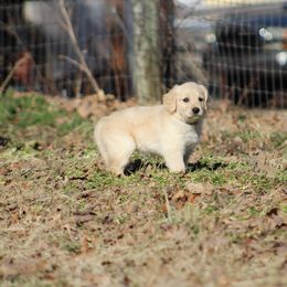 Golden Retriever Puppies from Golden Barnes Kennel