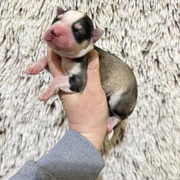 Ika - Gray and white female Siberian Husky puppy in Lunenburg, Vermont from SNOW WOOLY HUSKY