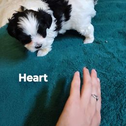 Heart - female Yorkipoo puppy in Renton, Washington from Junes Maltipoos