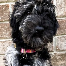Bernedoodle and Goldendoodle Puppies from Doodle My Heart