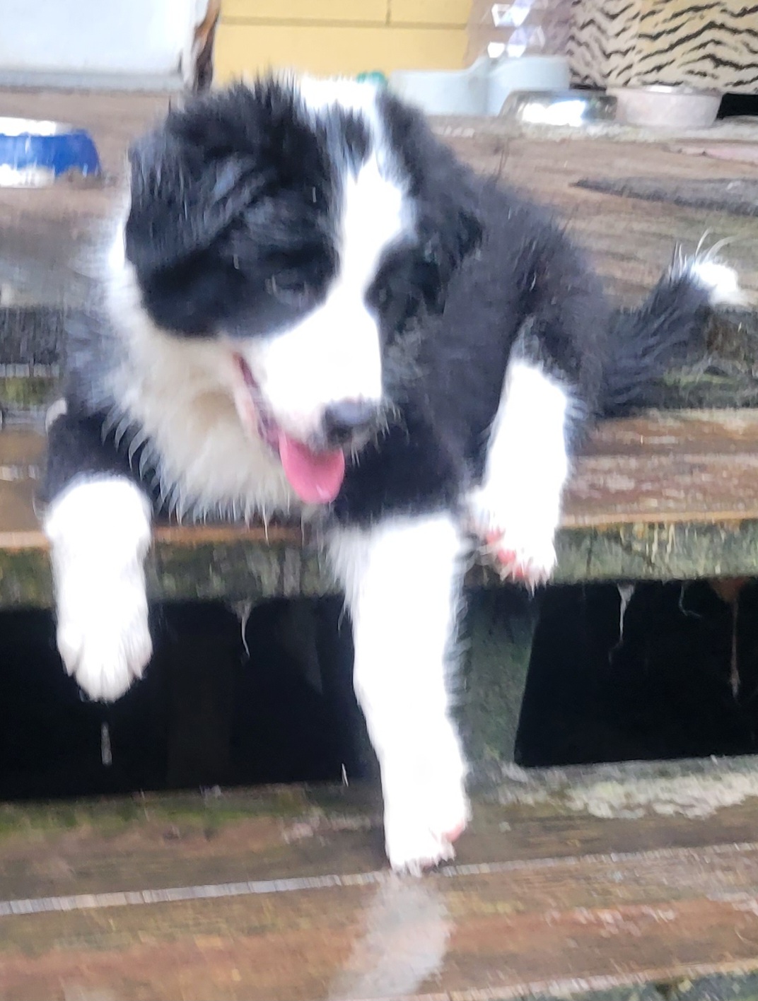 Border Collie Puppies from Lucky For You Floridian Border Collies