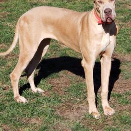 Banana - Great Dane