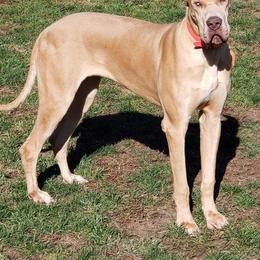 Banana - Great Dane