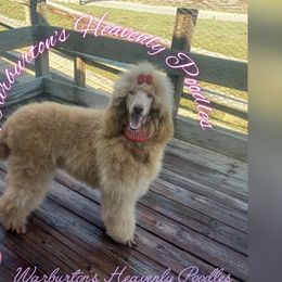 Girl 1 Purple Collar - Apricot Poodle puppy in Coeburn, Virginia from Warburton's Heavenly Kennels