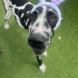 Rhea - Great Dane