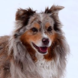 Australian Shepherds from Lorac Aussies