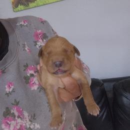 Abby - Golden female Golden Retriever puppy in Milwaukee, Wisconsin from Pedigree Golden Retrievers
