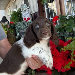 Winston - Piebald male Dachshund puppy in Aurora, Missouri from Baker Farms