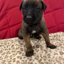 Kyoshi - Mahogany female xDutch Shepherd puppy in Chelsea, Alabama from Alliance K9