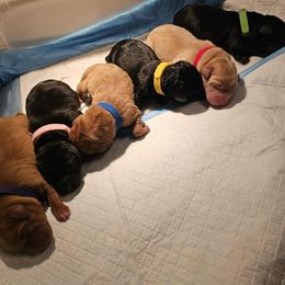 Labrador Retriever puppies from Tsuki Labradors