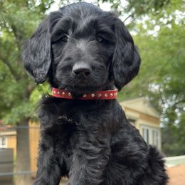 Truffle - Black female Goldendoodle puppy in Osage City, Kansas from Golden Ridge Goldens