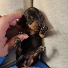 Delilah - Black and tan female Dachshund puppy in Cedarcreek, Missouri from Cedarcreek Dachshunds