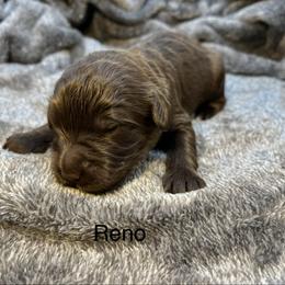 Reno - Chocolate male Goldendoodle puppy in New Ringgold, Pennsylvania from Hawk Mountain Doodles