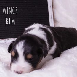 Boy 5 - male Australian Shepherd puppy in Markleville, Indiana from Take Five Aussies