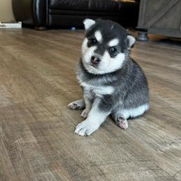 Rune - Black and white male Alaskan Klee Kai puppy in North Las Vegas, Nevada from Kyrie's Alaskan Klee Kai