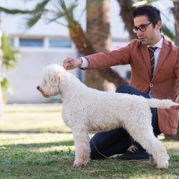 Lagotto Romagnolo Puppies from Northwest Lagotto