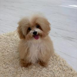 Kori - Cream male Maltipoo puppy in California from Avcpoodles