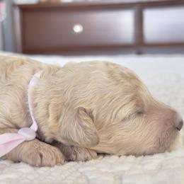 Miss Lavender Collar - Cream female Poodle puppy in Screven, Georgia from Dreamland Standard Poodles