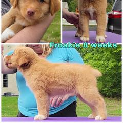 Nova Scotia Duck Tolling Retriever Puppies from Mystic Tollers