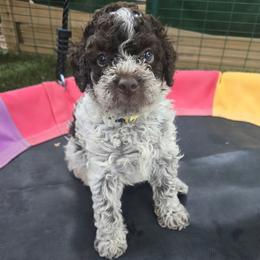Boy 2 - Brown roan male Lagotto Romagnolo puppy in Salida, California from Harper's Lagotti