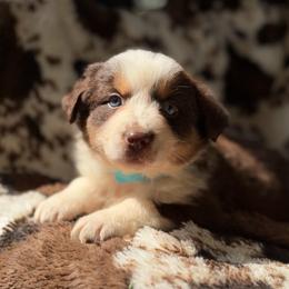 Ginger Spice - Red tri-color female Australian Shepherd puppy in Wayne, West Virginia from Creek Side Aussies & Doodles