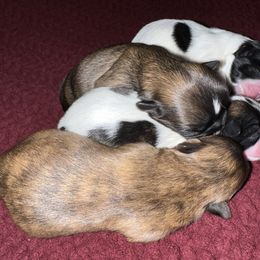 Shih Tzu Puppies from Lavender Lane Tzus