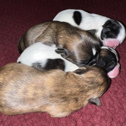 Shih Tzu Puppies from Lavender Lane Tzus