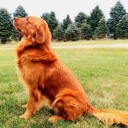 Golden Retrievers from Hosmer's Golden Retrievers