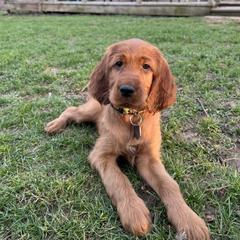 Irish Setter Puppies from Ol' Red Ranch