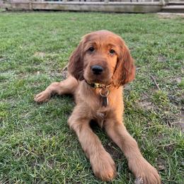 Irish Setter Puppies from Ol' Red Ranch