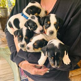 Russell Terriers from Jack Russell Terriers Lake Murray SC