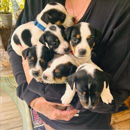 Russell Terriers from Jack Russell Terriers Lake Murray SC