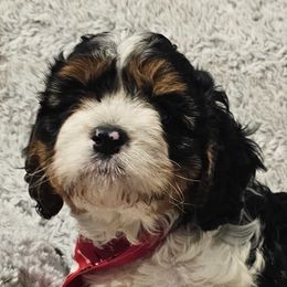 Bernedoodles, Bernese Mountain Dogs, Cavapoos, Goldendoodles, and Poodles from Happy Valley Puppies