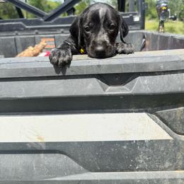 Yellow Collar - Black roan male German Shorthaired Pointer puppy in Axtell, Texas from Texas German Shorthaired Pointers