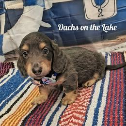 Beast - Gray (blue) male Dachshund puppy in Grove, Oklahoma from Dachs on the lake
