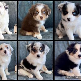 Miniature American Shepherd Puppies from Clarity MAS