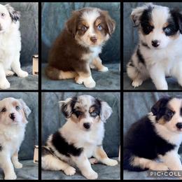 Miniature American Shepherd Puppies from Clarity MAS