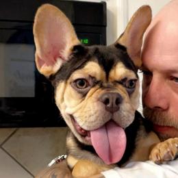 Jade - French Bulldog
