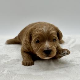Girl 2 - Cream female Cavapoo puppy in La Vernia, Texas from Texas Teddy Bears