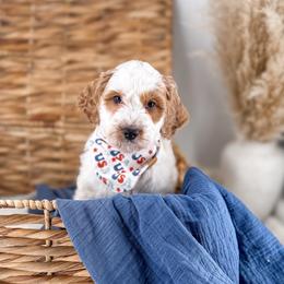 Blueberry - Parti male Goldendoodle puppy in Russell Springs, Kentucky from Milk & Honey Doodles