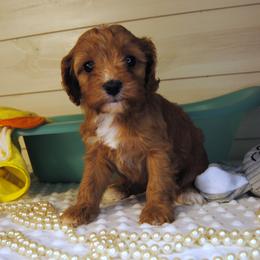Rosie - Red female Cavapoo puppy in Mountain Grove, Missouri from Dogwood & Sassafras Companions
