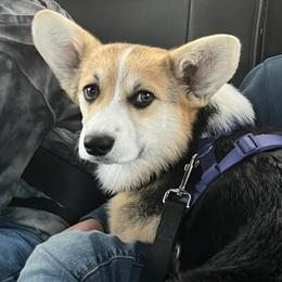 Duke - Pembroke Welsh Corgi