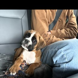 Boxer and Shih Tzu Puppies from L&L European Boxers and Shih Tzus