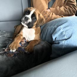 Boxer and Shih Tzu Puppies from L&L European Boxers and Shih Tzus