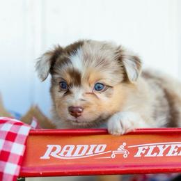 Maverick - Red merle male Miniature Australian Shepherd puppy in Granbury, Texas from Texas Miniature Aussies